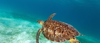 En miljon hotade havssköldpaddor dödade