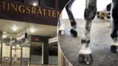 Strängnäskvinna vanvårdade sina hästar – åtalas för djurplågeri 