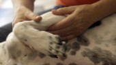 Vårdpersonal larmar: Hund far illa – lämnas ensam och binds fast i lägenhet i Eskilstuna
