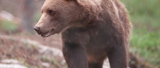 Björnjakten: Påskjuten björn inte träffad