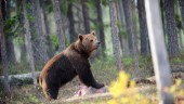 Kvoter är fyllda – men nu får fler björnar skjutas