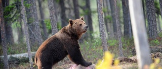 Kvoter är fyllda – men nu får fler björnar skjutas