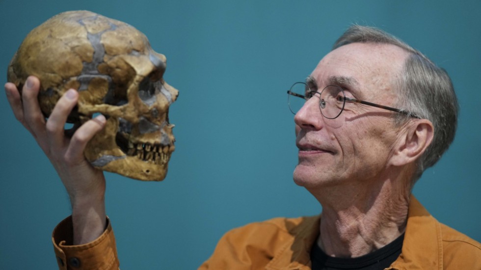 Nobelpristagaren Svante Pääbo poserar med en kopia av en Neanderthalmänniskas dödskalle. Pääbo sägs vara en skämtsam figur. Så vi vågar oss på ett klassiskt skämt i sammanhanget: Pääbo är till höger i bilden. 
