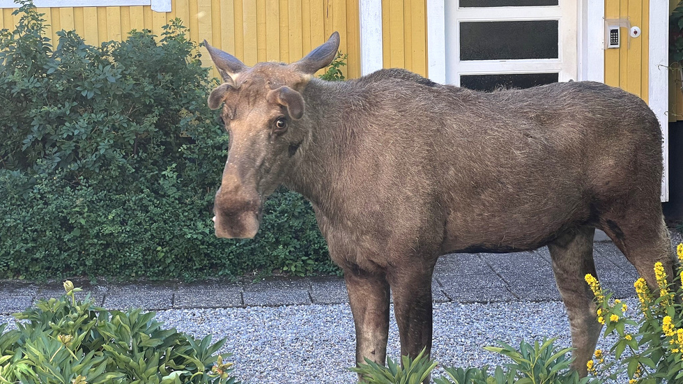 Älgen som befunnit sig på Söder nästan hela sommaren.