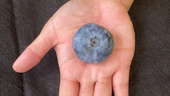 Världens tyngsta blåbär plockat – vägde 20 gram