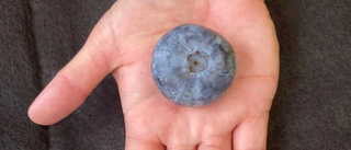 Världens tyngsta blåbär plockat – väger 70 gånger mer än vanliga