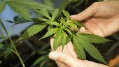 Tyskland röstar ja till att legalisera cannabis