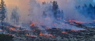 Östergötlands skogar behöver brinna i sommar