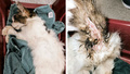 Katt hade fluglarver i pälsen – "Något av det värsta jag sett"