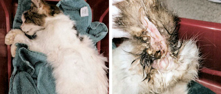 Katt hade fluglarver i pälsen – "Något av det värsta jag sett"