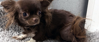 "Vem vill ta hand om mig" – ny ägare sökes till liten hund