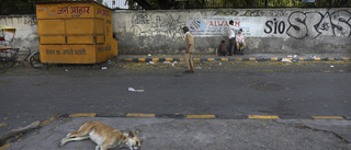 New Delhi gömmer undan gatuhundar inför G20