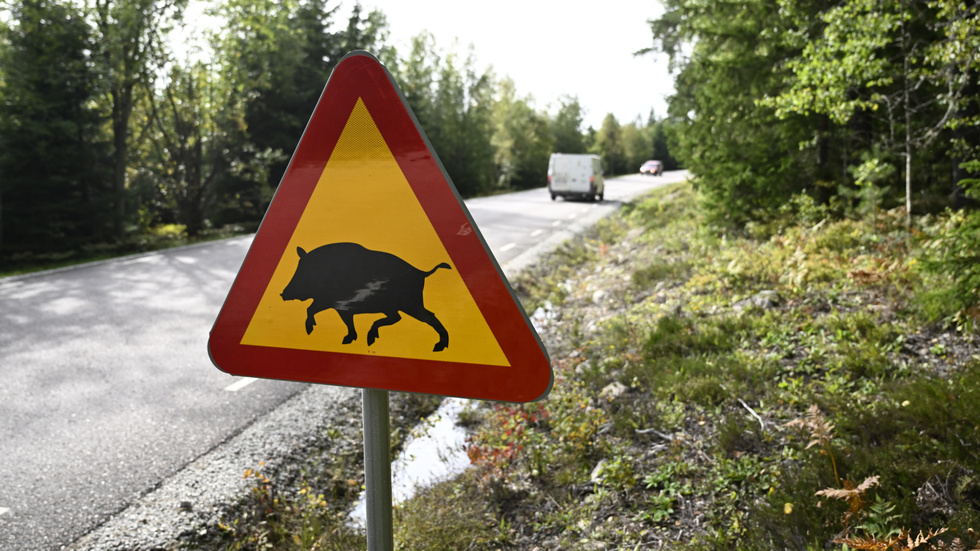 Sverige har många vildsvin. Våra grannar betydligt färre.