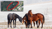 Här planeras nytt område för hästnära boende: "Unikt"