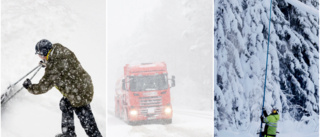 Early winter blast: Snowstorm forecast for Skellefteå
