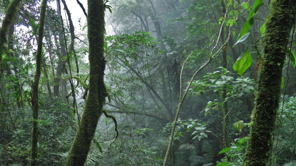 Regnskog, som den här i bergen i Colombia, binder och lagrar stora mängder kol.