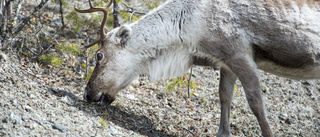 Slut med ryska utflykter för norska renar
