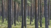 Ensidigt fokus på skogsindustrin svälter ut älgen