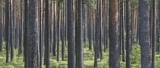 Skogspriser stiger – men bara i norr
