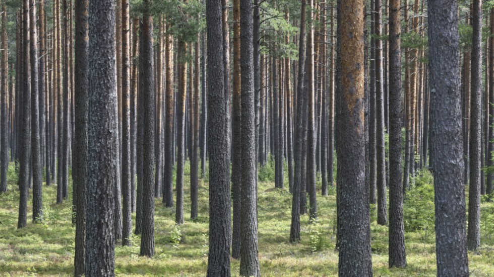 Dagens skogsbruk ger inte hållbara skogar, det ger sköra virkesåkrar med väldigt liten biologisk variation där skogsindustrin blir ekonomiska vinnare och naturen och markägaren blir förlorare, skriver två skogsägare.