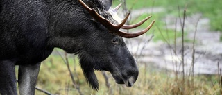 Rekordlåg älgstam i Norrbotten