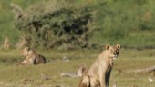 Sex lejon har dödats i Kenya