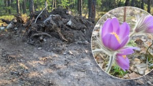 Unik växt skövlad – enda svenska fyndet fanns i Sörmland