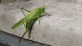 Grönt ljus för gräshoppor – matexpert skeptisk