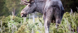 Älg som jagade kvinna fick på nosen