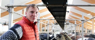 Kossornas gödsel har gjort gården självförsörjande på el • Sparade 50 000 kronor – på en månad • "Är som att baka surdegsbröd"