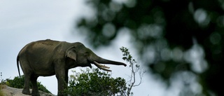 Höga böter efter Tiktokvideo med jagad elefant
