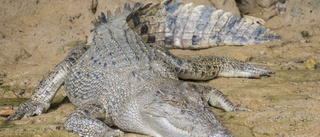 Överlevde krokodilattack: "Bet den i ögat"
