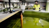 God levnadsmiljö för yngel på Kvistforsens Laxodling: ”Enda fiskodlingen i norra Sverige med etageplan” 