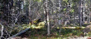 190 000 kronor ska hjälpa skogen på Gotland 
