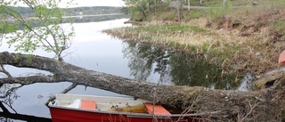 Stort träd blåste ner över båt