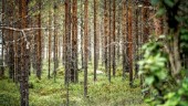 Fortsätt satsa på hållbar energi från skogen