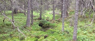 Nytt naturreservat i Tvärliden