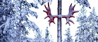 Aggressiv älg attackerade skidåkare i Umeå