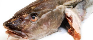 Danska fiskare kastar torsk överbord