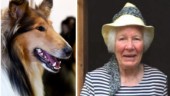 Donerade 20 miljoner kronor till hundforskning – efter sin död