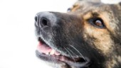 Hundägare åtalad – för att inte ha kopplat och satt munkorg på sin hund