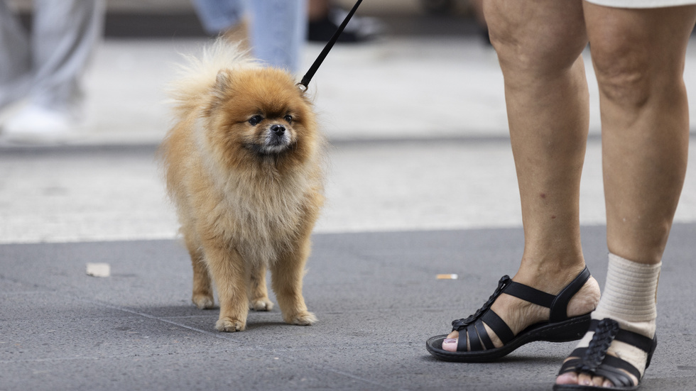 Polisen har fått in en anmälan om brott mot lagen om tillsyn över hundar och katter. Men enligt polisen kan det även bli tal om vållande till kroppsskada. Det efter att en äldre kvinna och hennes hund blivit attackerade av en lösspringande hund utanför Virserum. Kvinnan och hunden på bilden har inget med händelsen att göra. 