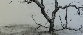 Knotiga och uttrycksfulla – Valdemarsviks träd får liv i Strindbergska skisser 