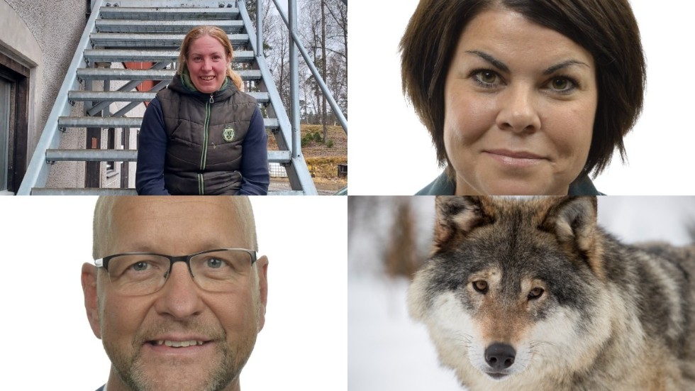 Kristin Yderfors, Malin Larsson, Magnus Oscarsson och en varg.