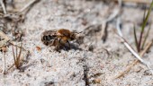 Miljonstöd till insekter i Enköping • Insatser ska gynna de pollinerande insekternas livsmiljöer