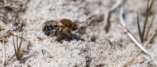 Miljonstöd till insekter i Enköping • Insatser ska gynna de pollinerande insekternas livsmiljöer
