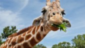 Giraffens långa hals ett "sexuellt vapen"