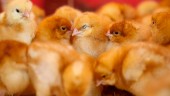 Lekande kycklingar under lupp i ny forskning