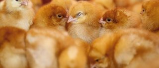 Lekande kycklingar under lupp i ny forskning