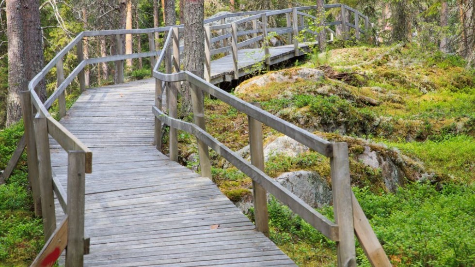 Ta med barnen ut i skogen, uppmanar skribenterna.